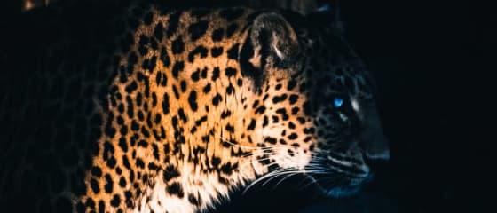 ដៃគូ Yggdrasil ReelPlay នឹងបញ្ចេញ Jaguar SuperWays ពី Bad Dingo