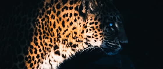 ដៃគូ Yggdrasil ReelPlay នឹងបញ្ចេញ Jaguar SuperWays ពី Bad Dingo